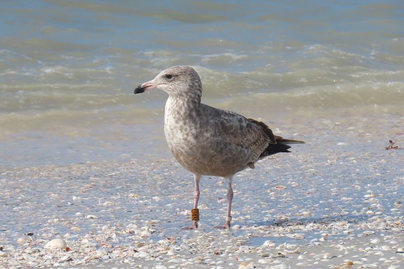 Feeding Seagulls and Wildlife
