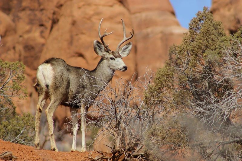 Getting Too Close to Wildlife