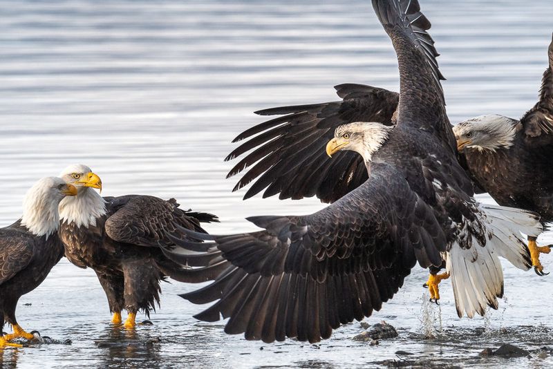 Eagle Feeding Frenzy at Chilkat Bald Eagle Preserve