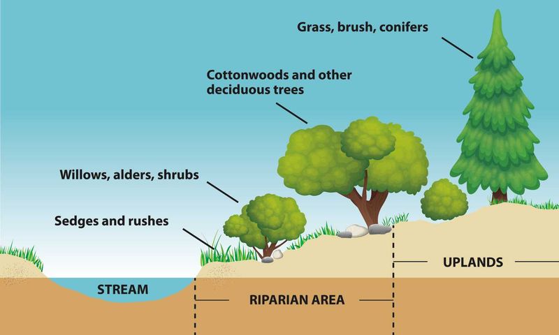 Environmental Reasons Behind River Camping Restrictions