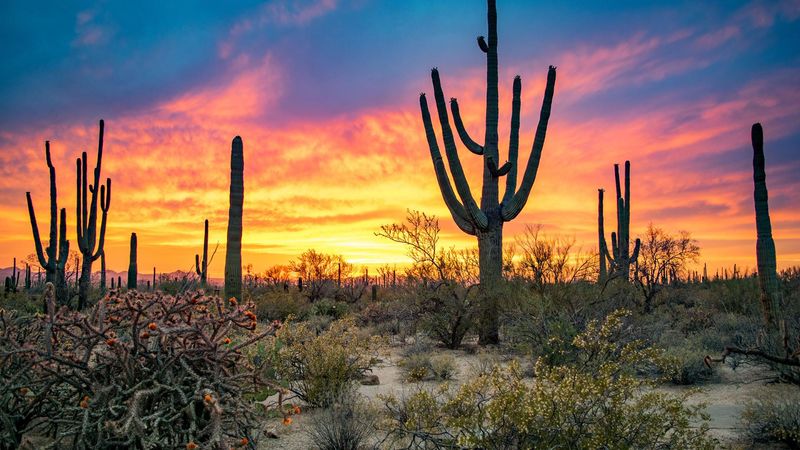 Harming a Saguaro Cactus is Illegal