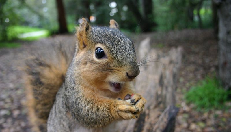 A smarter way to enjoy squirrels