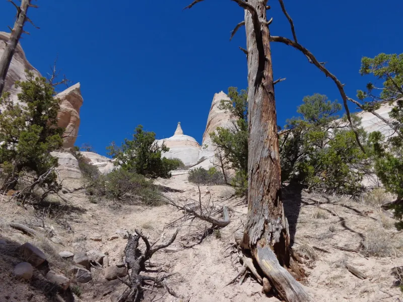 Trampled Vegetation at Kasha-Katuwe Tent Rocks