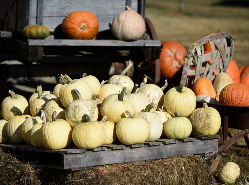 Mayfield Farm Park, Fall Festival