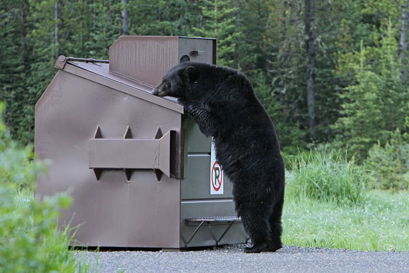 Feeding or Leaving Food Accessible to Animals