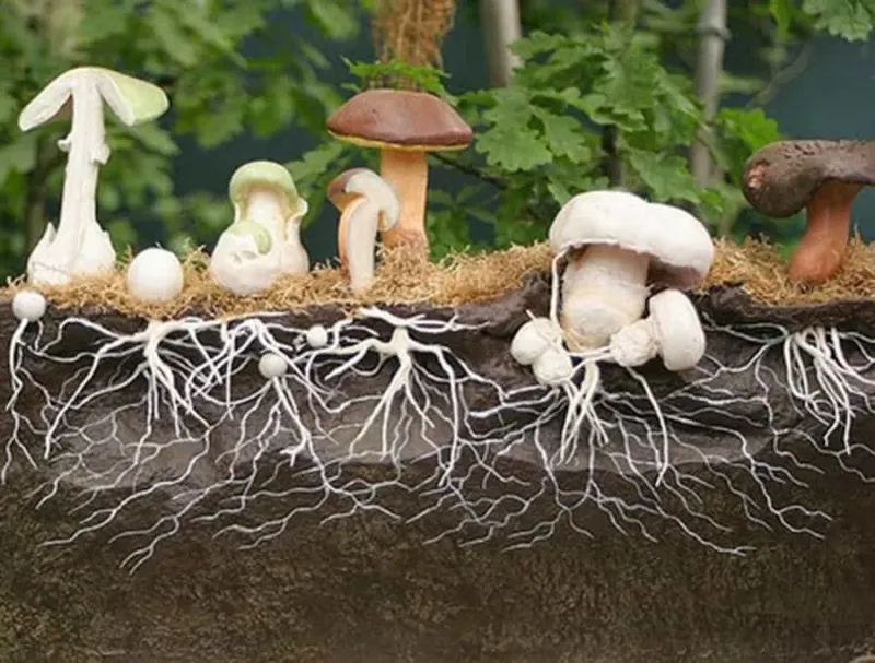 Using Rakes and Damaging Tools