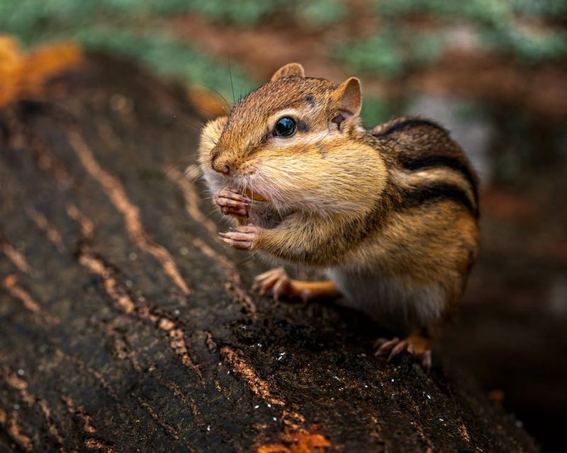 Feeding the Wildlife
