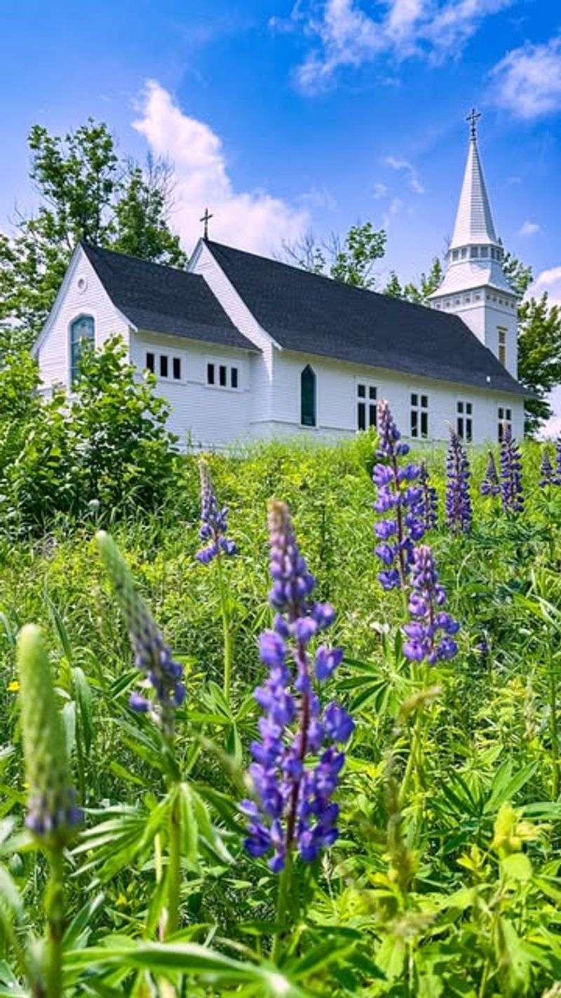 Sugar Hill - Lupines and Pancakes in Paradise