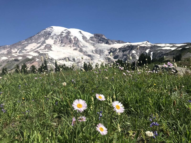 The Majesty of Mount Rainier and the Cascades