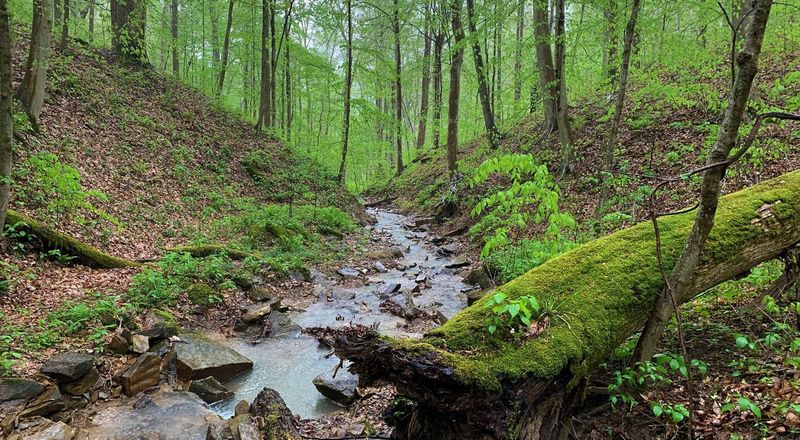 Disturbance to Wildlife & Habitat Fragmentation