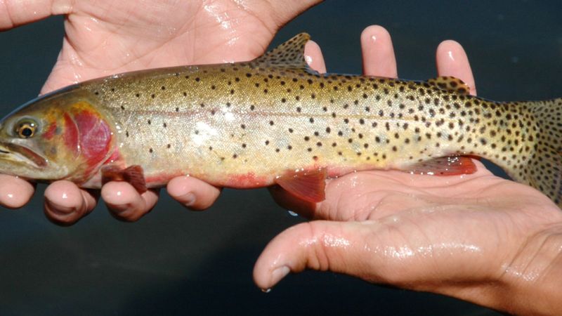 Native Fish Populations Face New Pressures