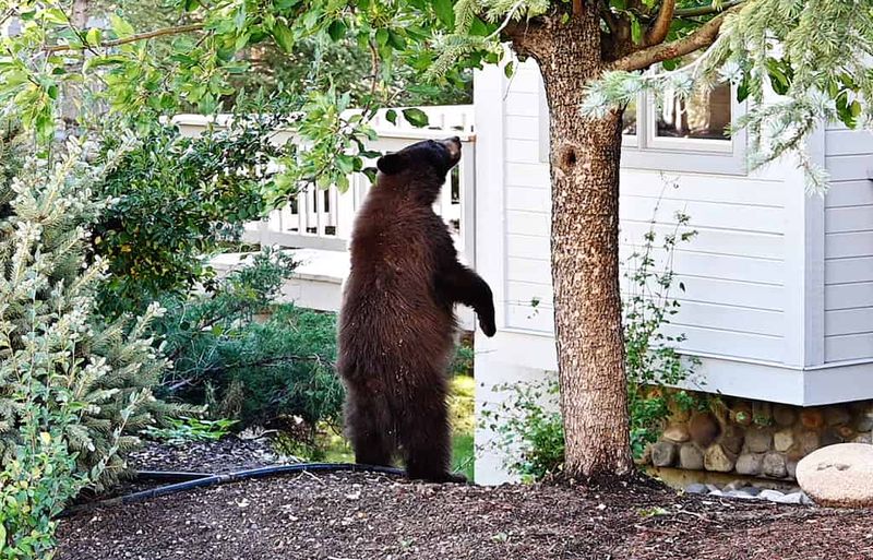 Wildlife Encounters Are More Intense Than Cute