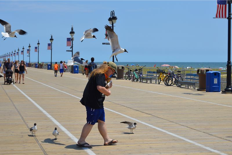 Seagulls Stealing Pizza At The Shore