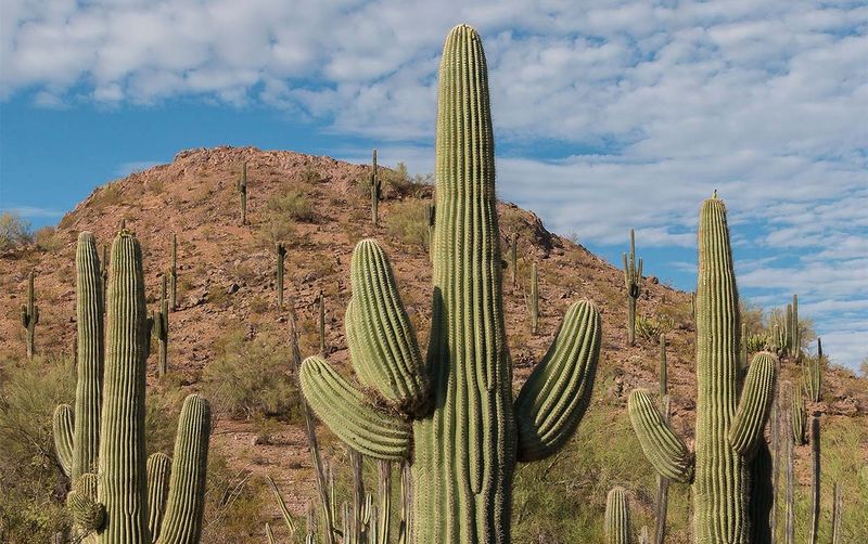 Don’t Touch That Saguaro