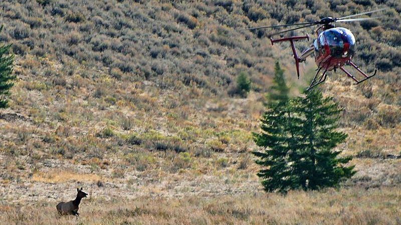 No Hunting From Aircraft