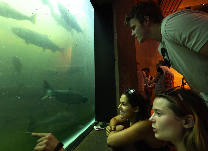 Ballard Locks Fish Ladder, Watching Salmon Work for It