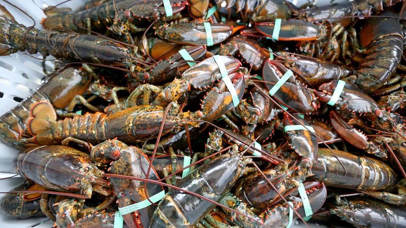 How Massachusetts Defines Poaching