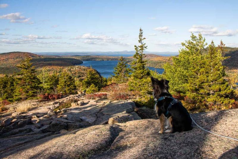 The Strange Restrictions Around Dog Walking in Certain Parks