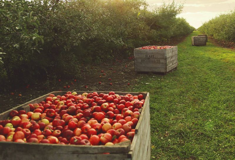 Apple Picking by Day, Goosebumps by Night