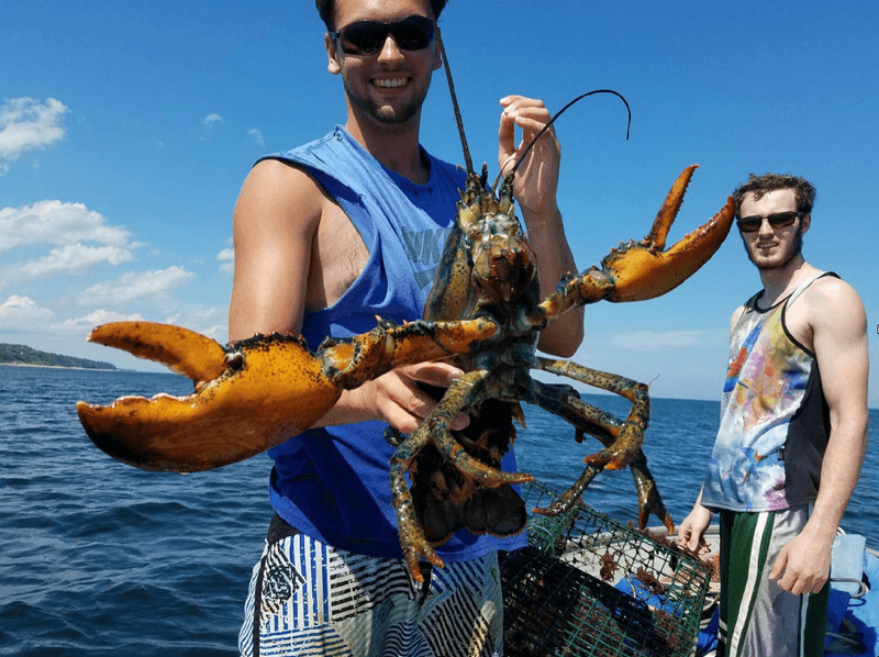 Legal Ways to Experience Lobsters