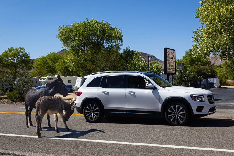 Modern Etiquette: Animals and Roads