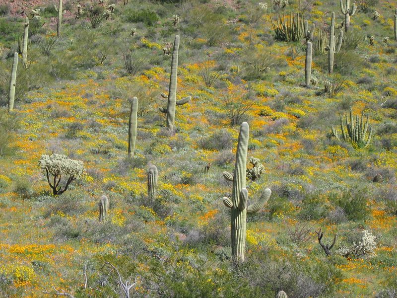 It's The Greenest Desert In The World