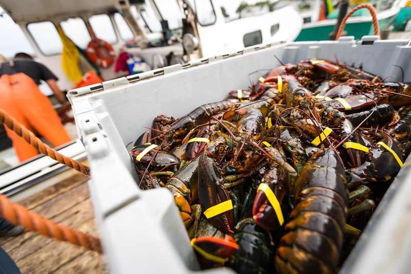 Unbeatable Freshness Straight From the Gulf
