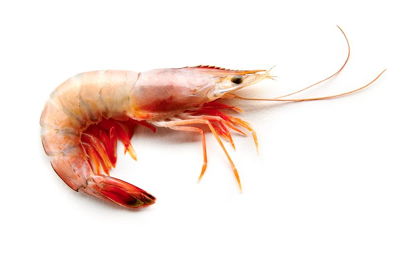 The Superior Flavor of Wild-Caught Shrimp