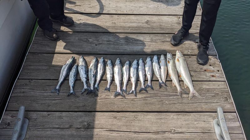 Wild-Caught Lake Superior Fish Right From Local Waters