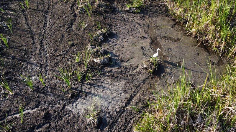 Wildlife, Ecosystems, and the Human Ripple