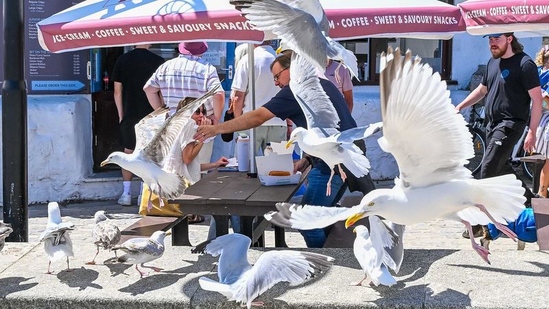 Birds lose their natural fear of humans