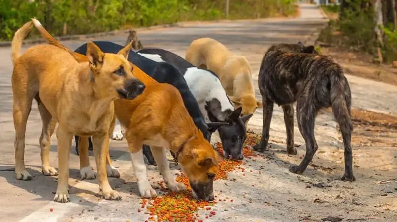 Stray Animals Become Dependent and Aggressive