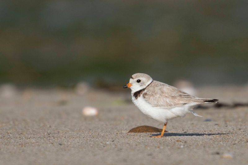 Protecting Endangered Shorebirds And Wildlife