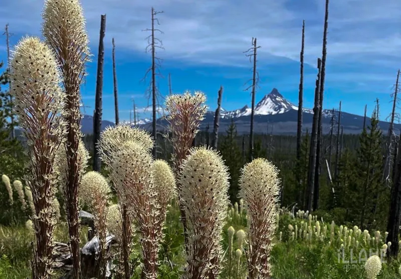 Oregon's Biodiversity Hotspot Status