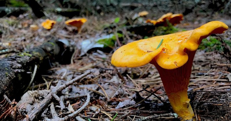 Chanterelles and the Permit Puzzle