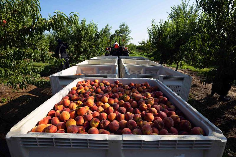 Fresh from the Orchard