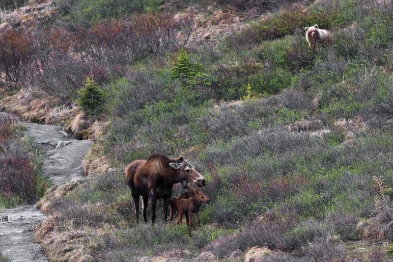 Wildlife Encounters Require Caution