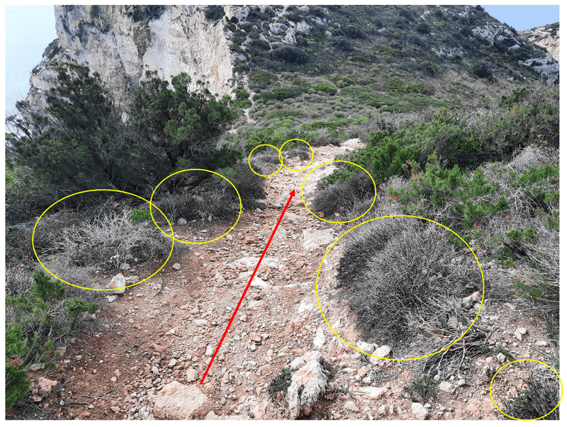 Off-Trail Trampling Of Vegetation