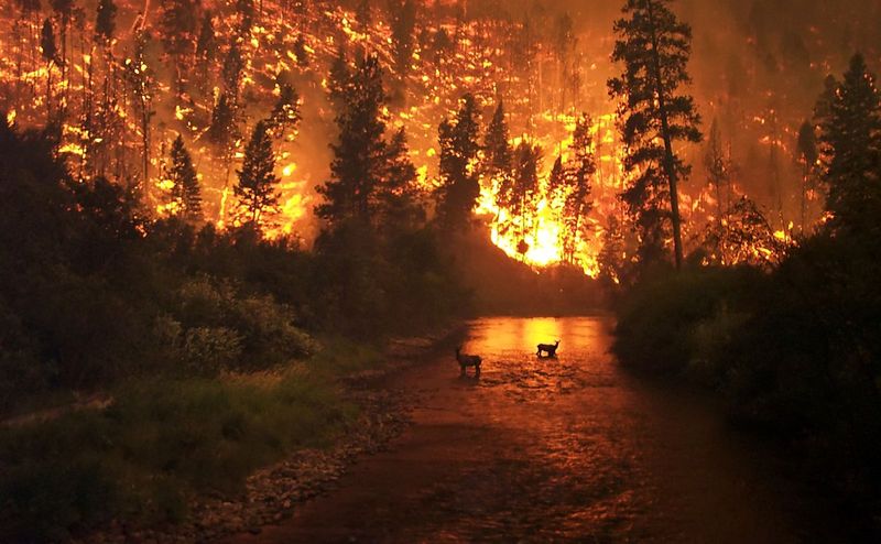 Catastrophic Wildfire Risk