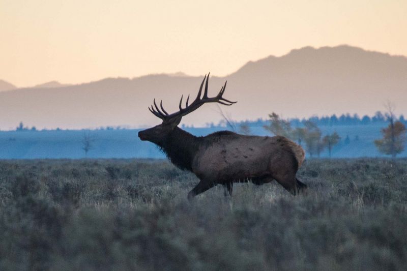 Drones Cause Extreme Stress to Animals