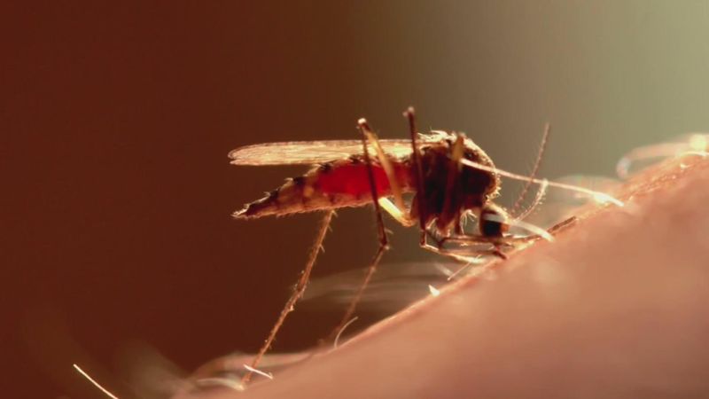 Mosquitoes and Persistent Bugs