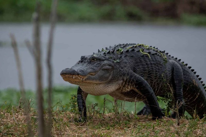 You cannot keep an alligator as a pet
