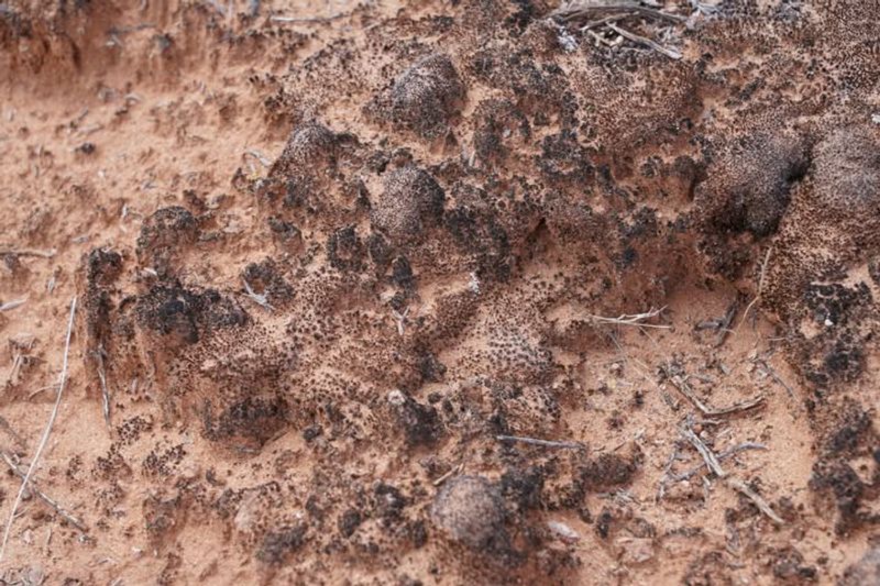 Arches backcountry and cryptobiotic soil