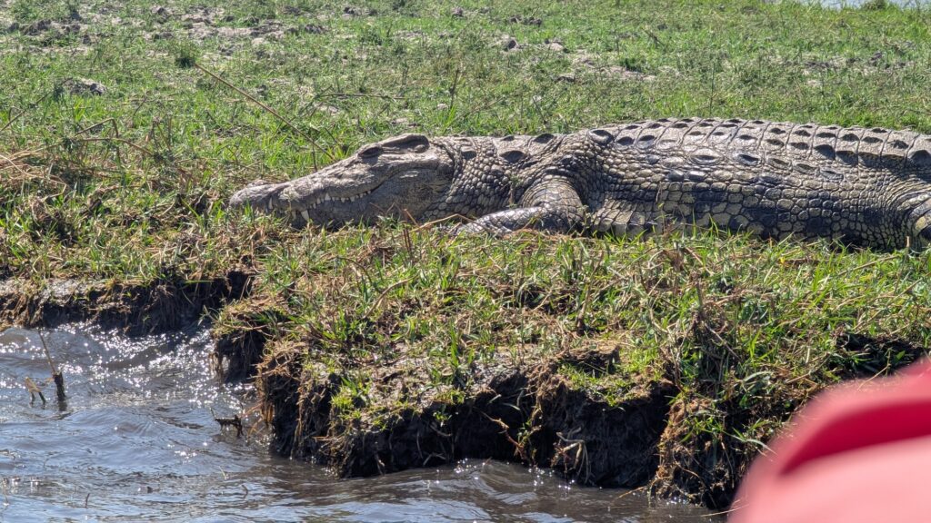 Our guide knows just where to dock the tender to wake a sleeping African crocodile.