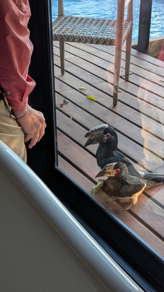 Southern Yellow Hornbiills pecking at our safari lodge door.