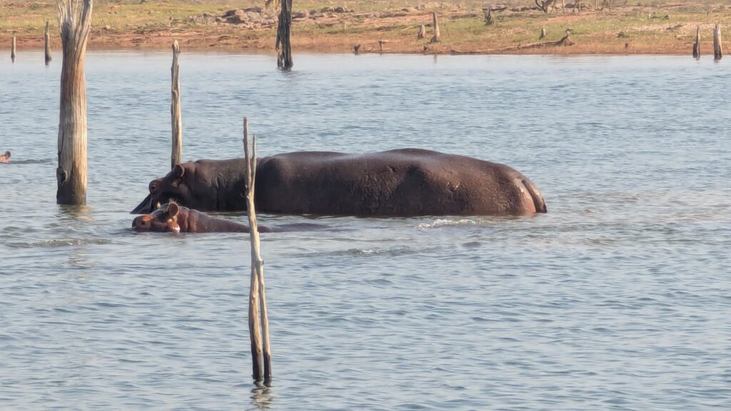 Mother and baby hippotamus cross the shallows of Lake Kariba, Zimbabwe.