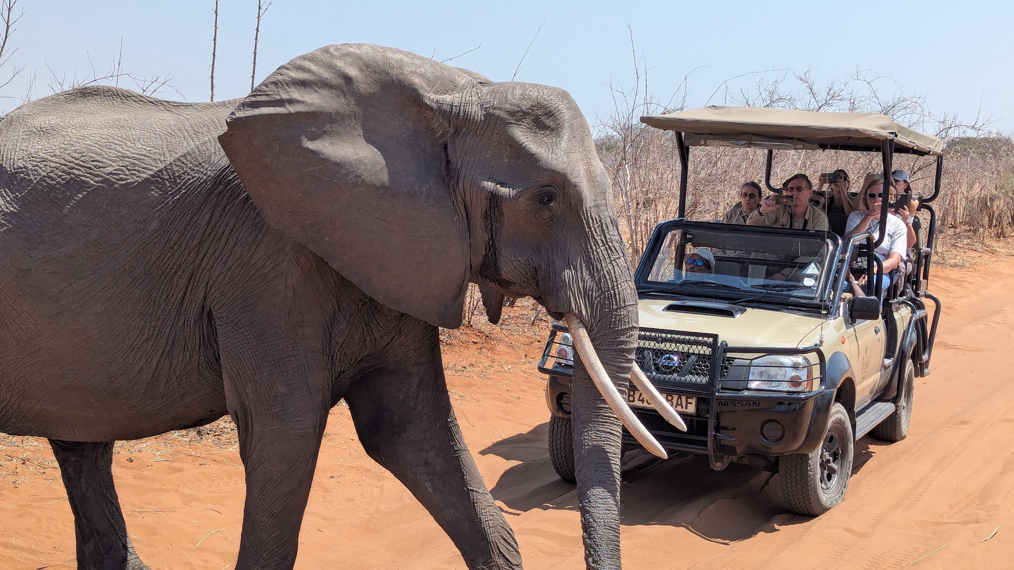 Elephant crosses our path on a safari through Chobe National Park.