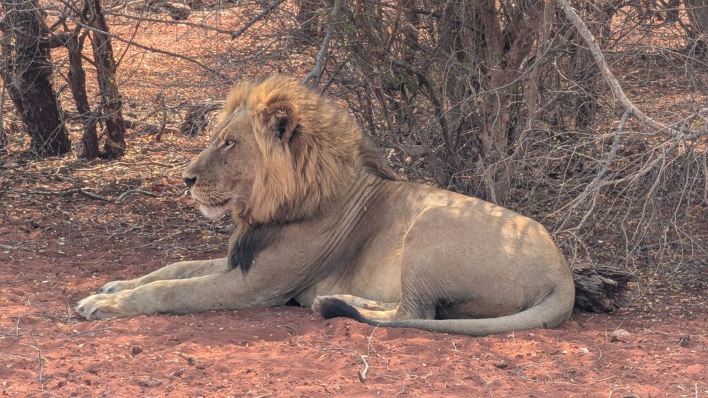 Jenje, a male lion at Matusadona National Park, Zimbabwe, seen on our CroisiEurope safari cruise.