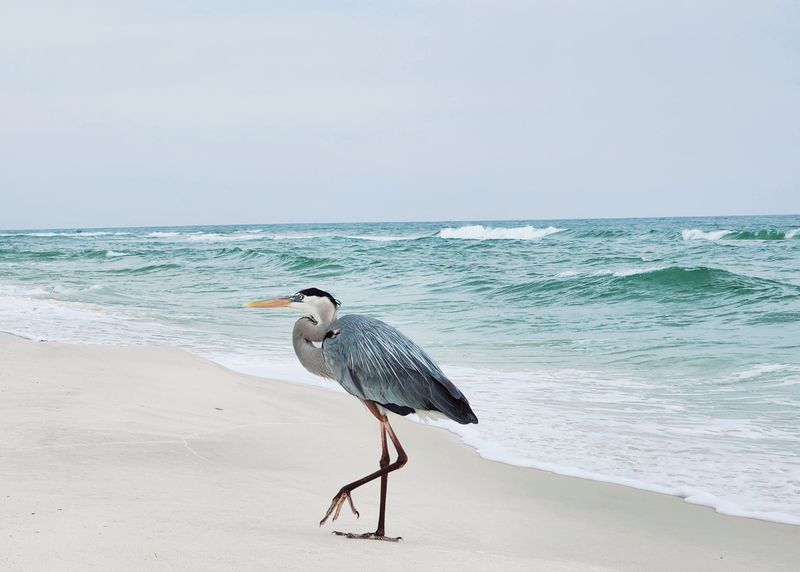 Bon Secour National Wildlife Refuge