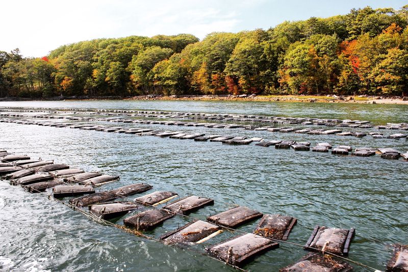 The Midcoast Oyster Loop – Damariscotta